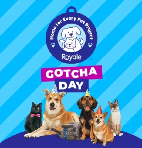 Gotcha Day