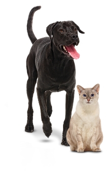 A cat and dog